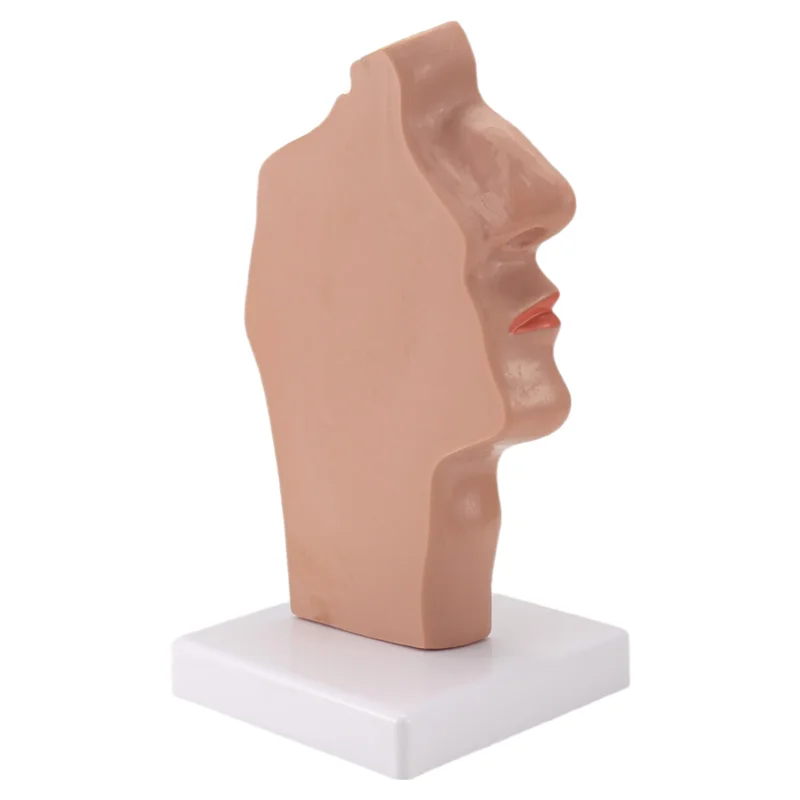 A42Z-Nasal Cavity Throat Anatomy Model Human Anatomical Pharynx Larynx Model For Students Study Display Teaching