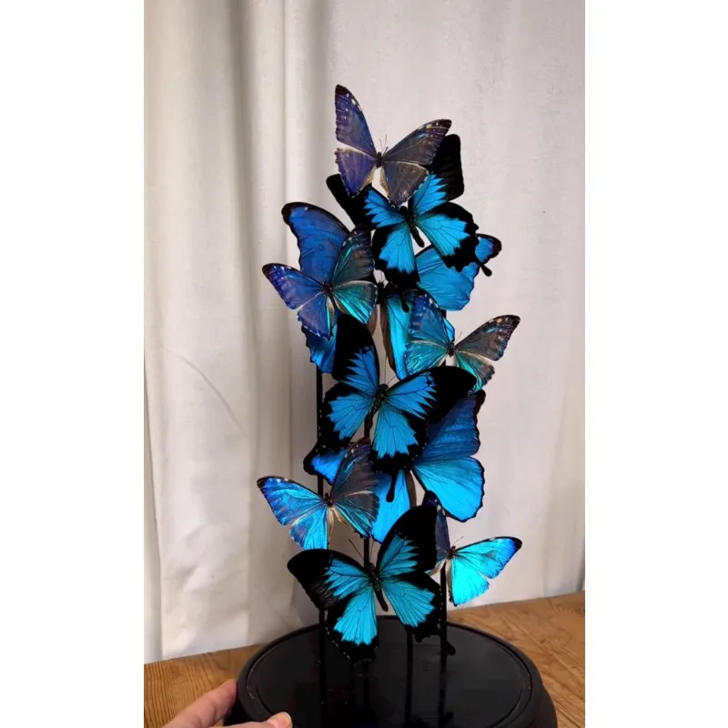 

Dream blue butterfly specimen blue flash custom combination landscaping