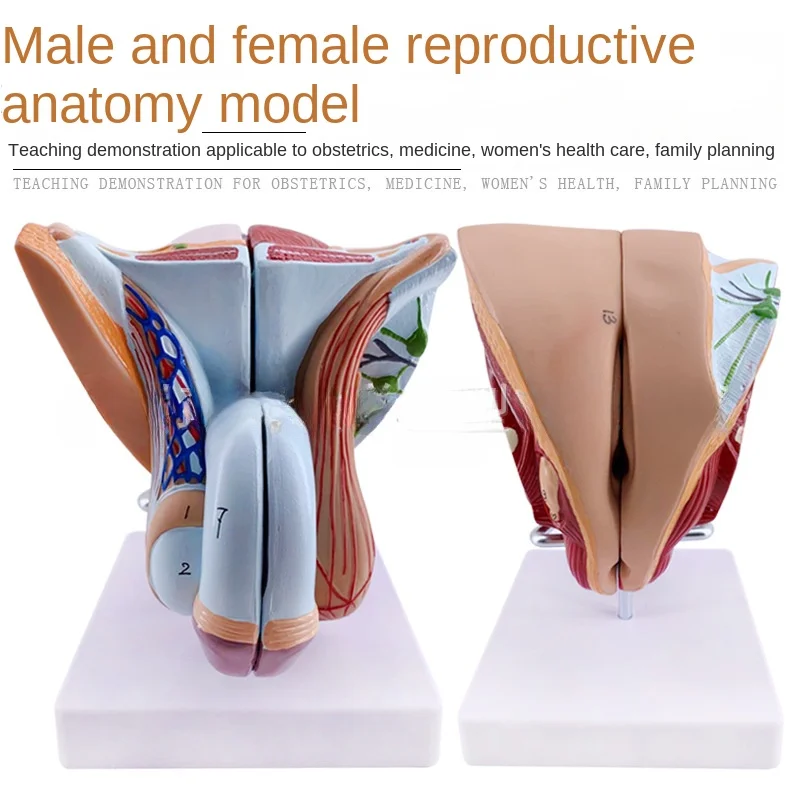 

Teaching Simulation Male Genitourinary System Specimen Internal and External Reproductive Model Testicular Anatomy Model