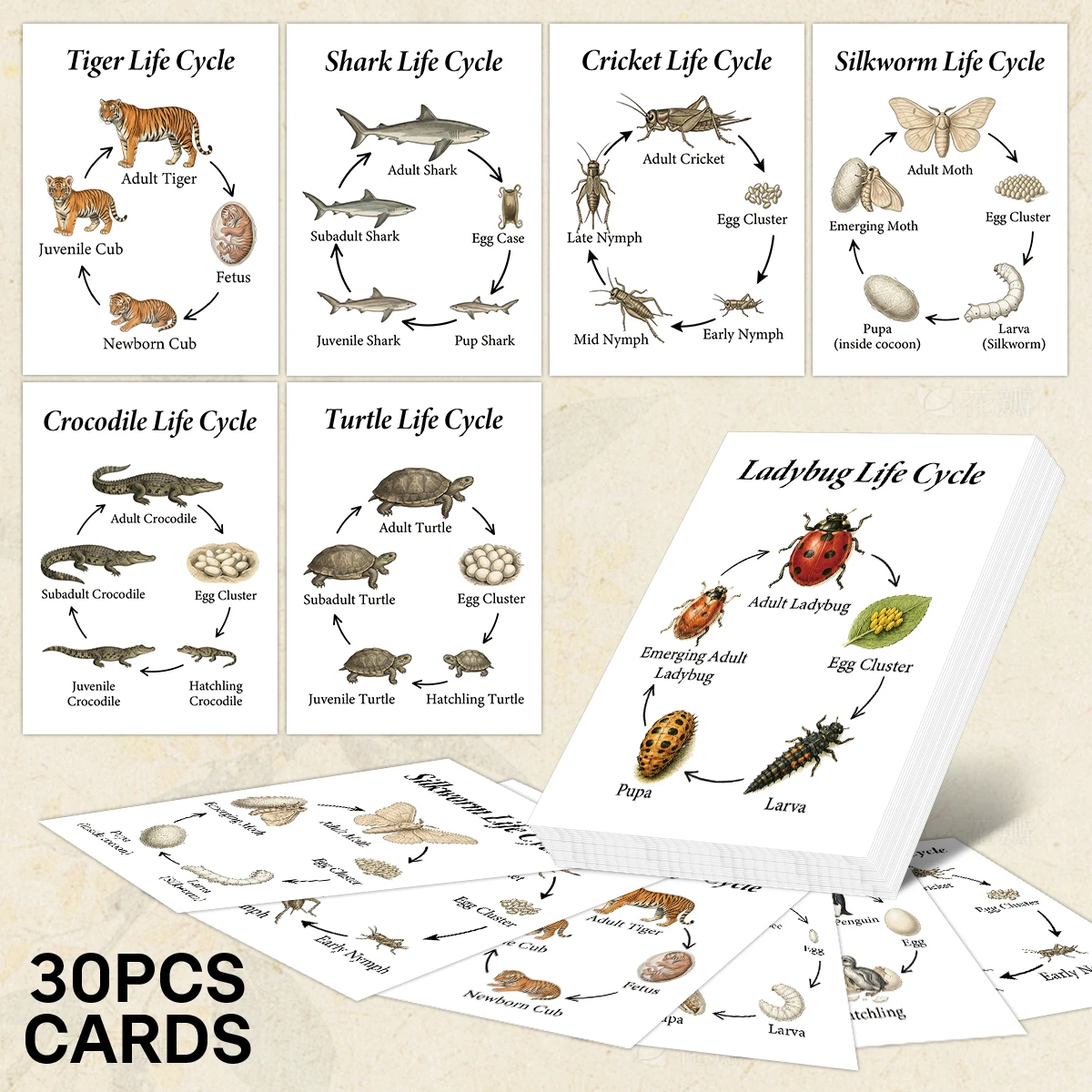 30pcs Animal Life Cycle Reference Cards,Biological Field Wildlife Growth Phase Guide Cards,Outdoor Nature Investigation Supplies