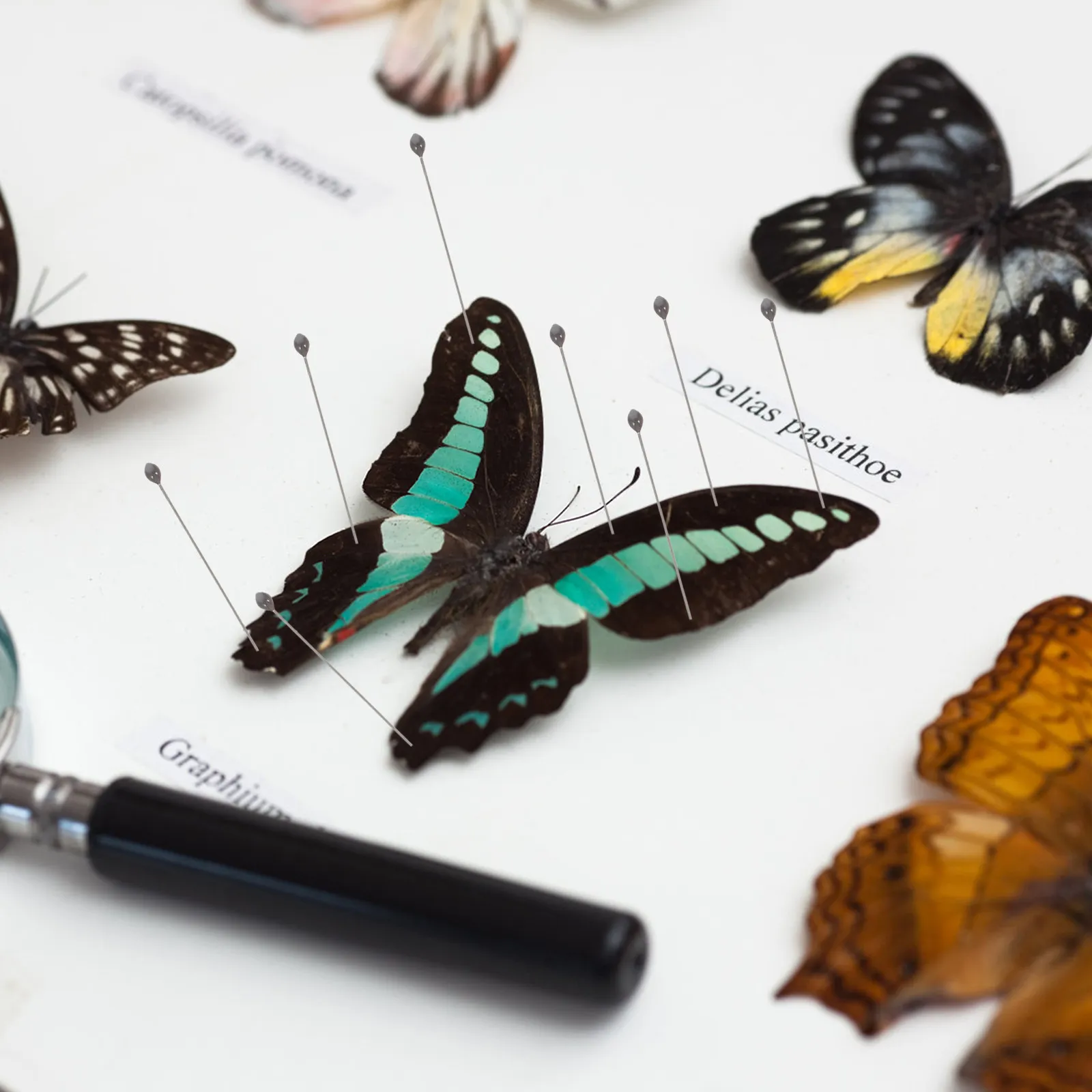 Insect Preservation Pin Kit Mounting and Display Tools Butterfly Fixing Supplies Accessories