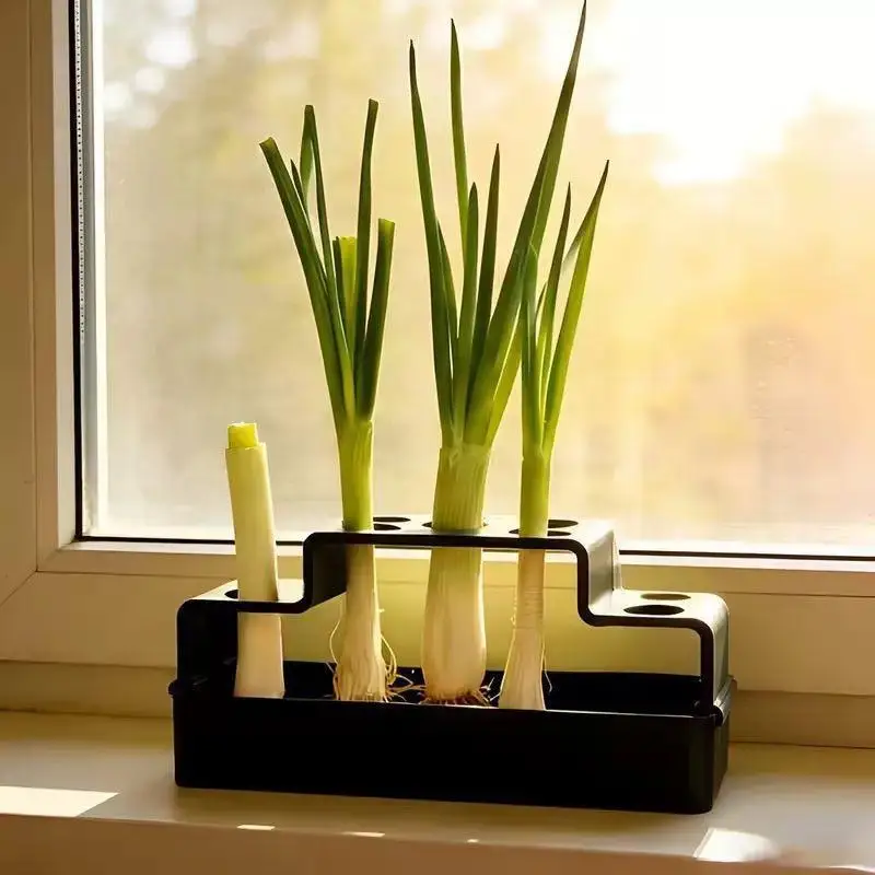 A Hydroponic System Specifically Designed For Scallion Cultivation, Enabling Repeated Growth.