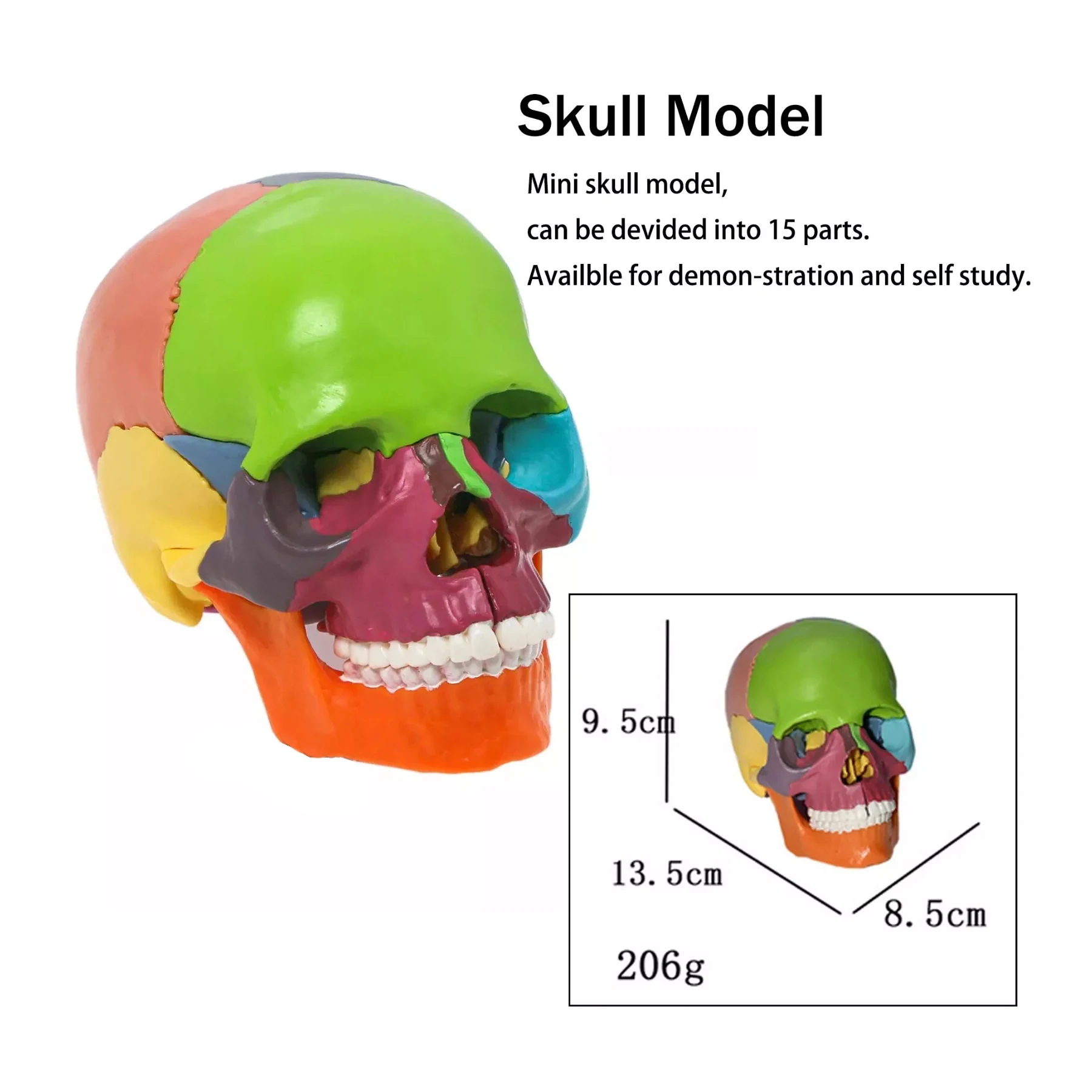 15 Parts Colorful Human Anatomy Medical Mini Skull Model Detachable Skeleton