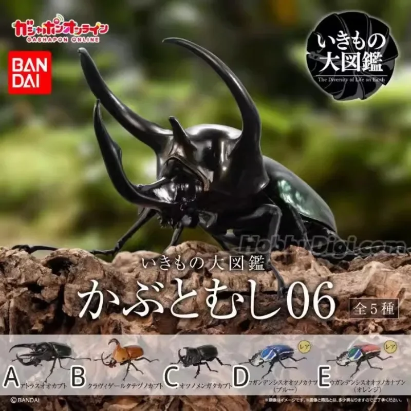 

Bandai Genuine Gashapon Biology Map Artificial Insect Beetle 06 Goliathus Goliatus Action Figure Capsule Toys Creative Gift