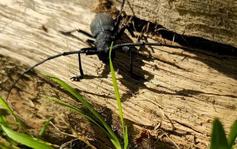 

Универсальные шины RC (4 шт.) для 1/7 ARRMA Infraction Limitless FELONY, подходят для модели FSRC GT 1/8 HuanNao X3GT