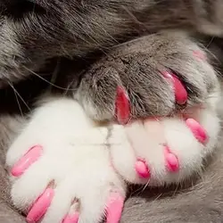 20pcs - Soft Nail Caps for Cats + 1x Adhesive Glue + 1x Applicator /* XS, S, M, L, cover, cat, paw, claw, ztp */