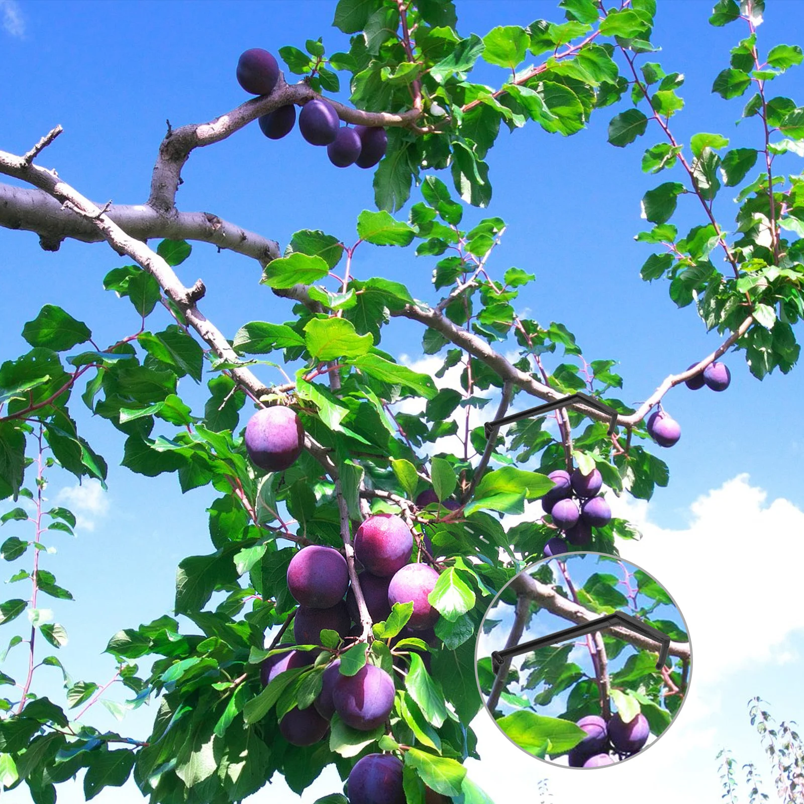 10 Pcs Branch Shape Tool Support Netting Plant Trainers Tree Stakes Accessories Stump