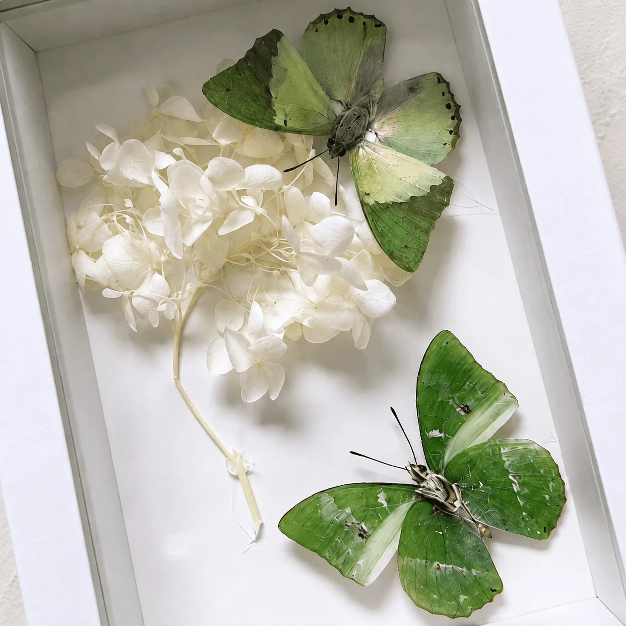 6 Inch Framed Butterfly Display, Charaxes subornatus with Dried Hydrangea, Fresh Style Nature Inspired Desk & Shelf Ornament