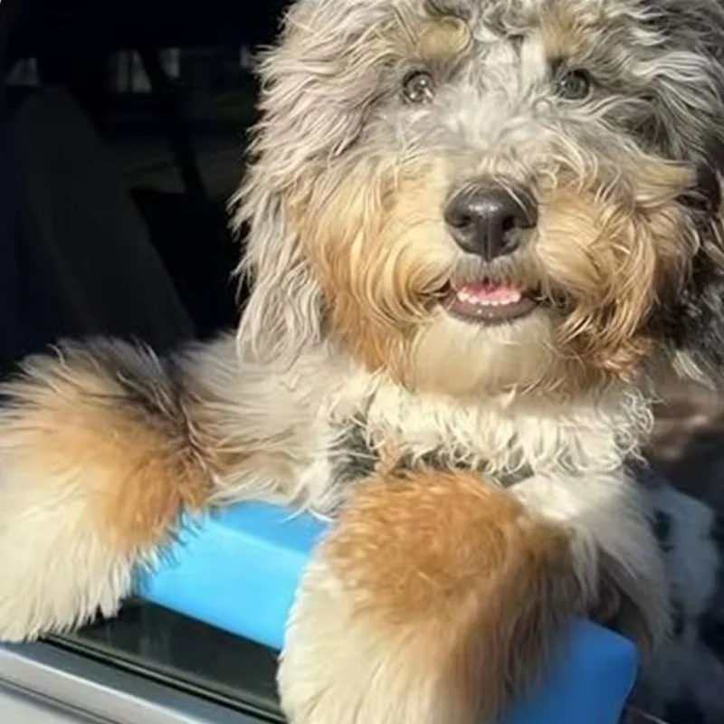 Almohadilla de soporte para la barbilla de perros para ventana de coche EVA, suave, soporte portátil para el borde de la ventana del coche, cojín para proteger la barbilla y las patas de las mascotas.