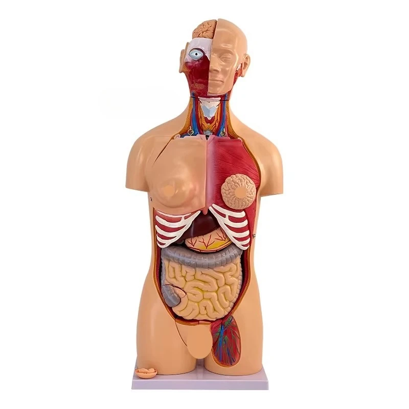85cm PVC Bisexual Torso Model Dissectible 40 Parts Human Body Organ Structure Anatomical Skeleton Model For Medical Science