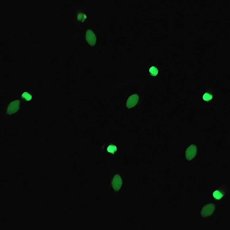 Lunker Sabiki Rig 6-Farben Gummi Salzwasser Angelköder Köder Glow Luminous Maruseigo Gold Makrele – Detail 4