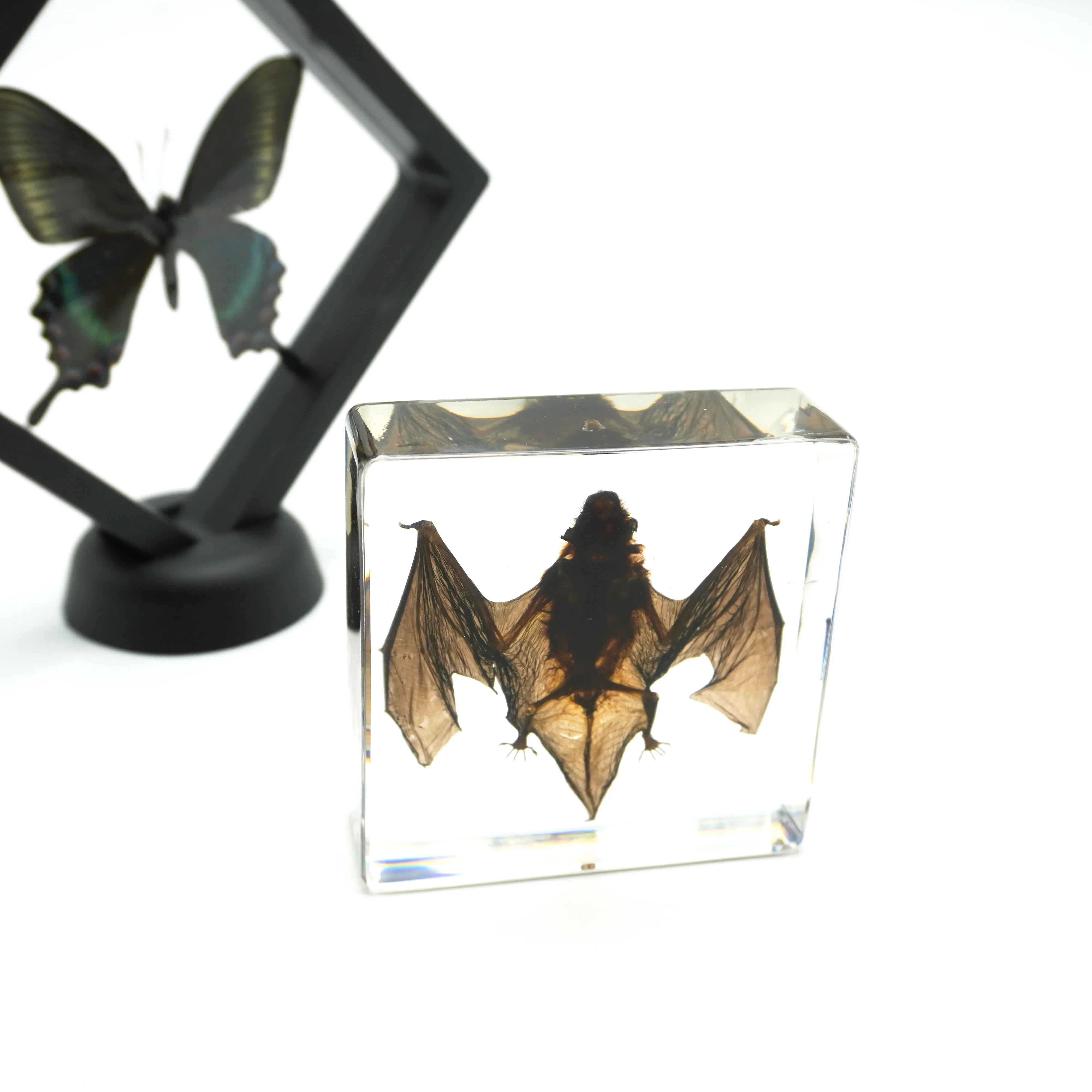 

Bat Specimen Real Animal Specimens For Collection Research Teaching Models Embedded In Transparent Glaze Display Specimens Craft