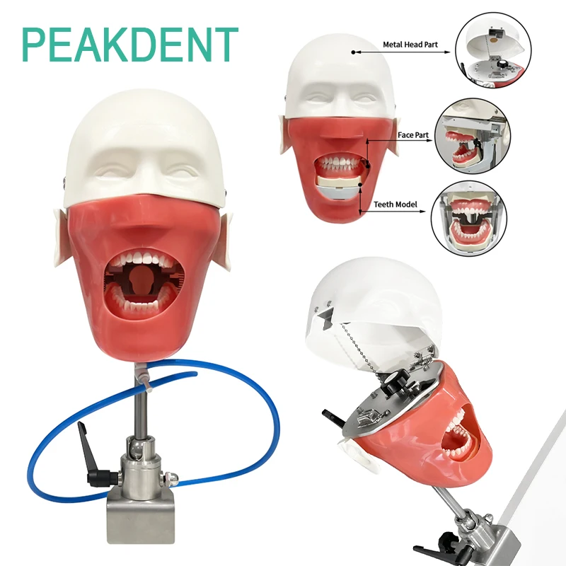

Dental Simulation Human Head Model Table style Tooth Model Dental Practice Simulation Training Head Model Fixture