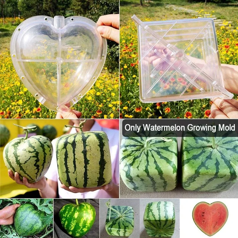 1PC Plastic Heart Star Fruit Shaping Mould Strawberry Cucumber Growth Forming Mold Clear Vegetable Growing Molds Garden Tools