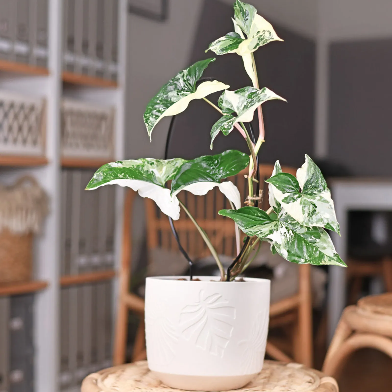2Pcs Plants Holder for Climbing Plants Iron Garden Trellis Potted Plant Support Rack Reusable Outdoor Interior Decor
