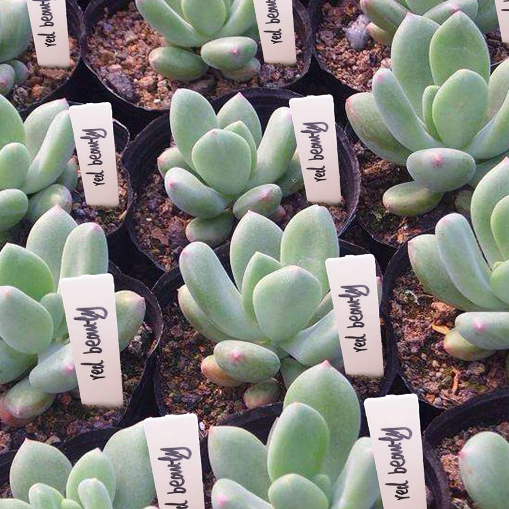 100 قطعة تسميات النباتات داخلي - مراجعة Bonsai Garden Name وسعره