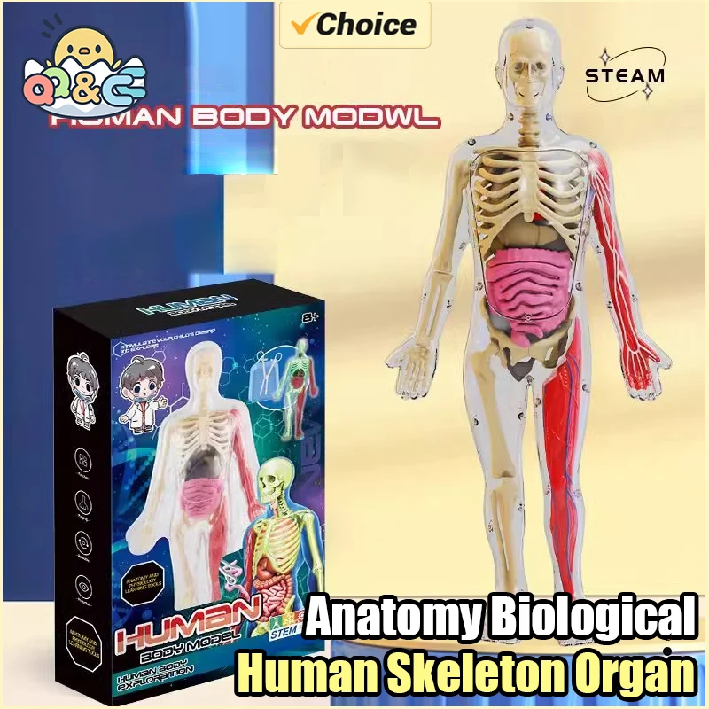 Menschliches Skelett Orgel Anatomie Biologisches Lehrmodell Aids Glow in the Dark Menschlicher Körper Montage Lernspielzeug für Kinder Geschenke