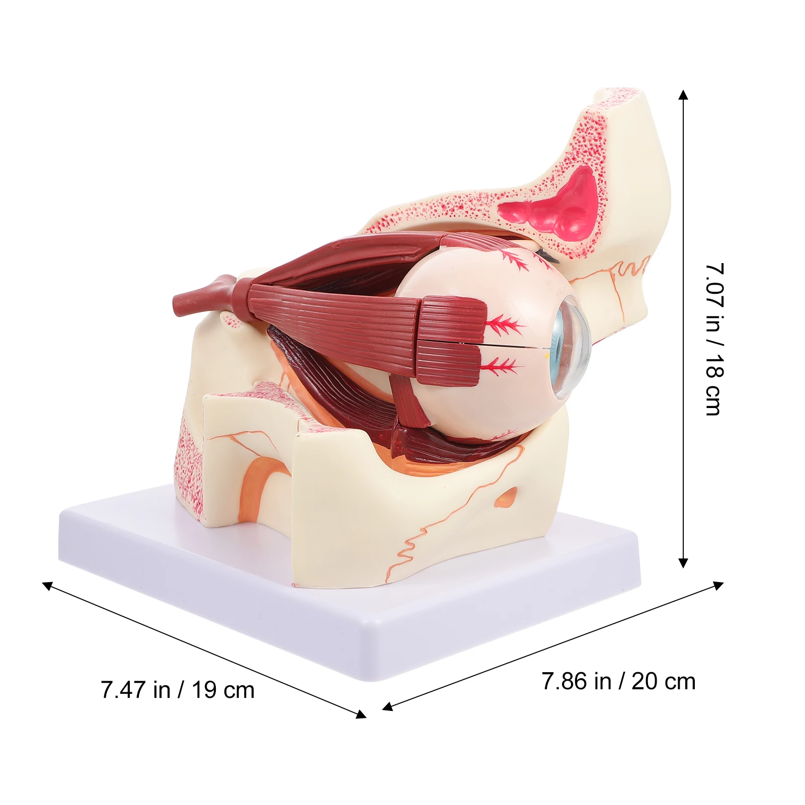 Professional PVC Anatomical Eyeball Model For Medical Education Student Study Shows Human Body Eye Anatomy Cornea Iris Lens