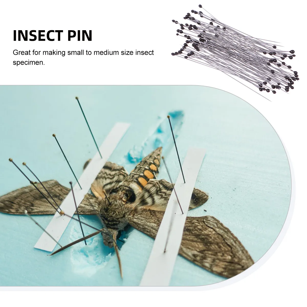 Stainless Steel Entomology Pins 100 Pieces Insect Specimen Mounting Needles for Collection Lab Education