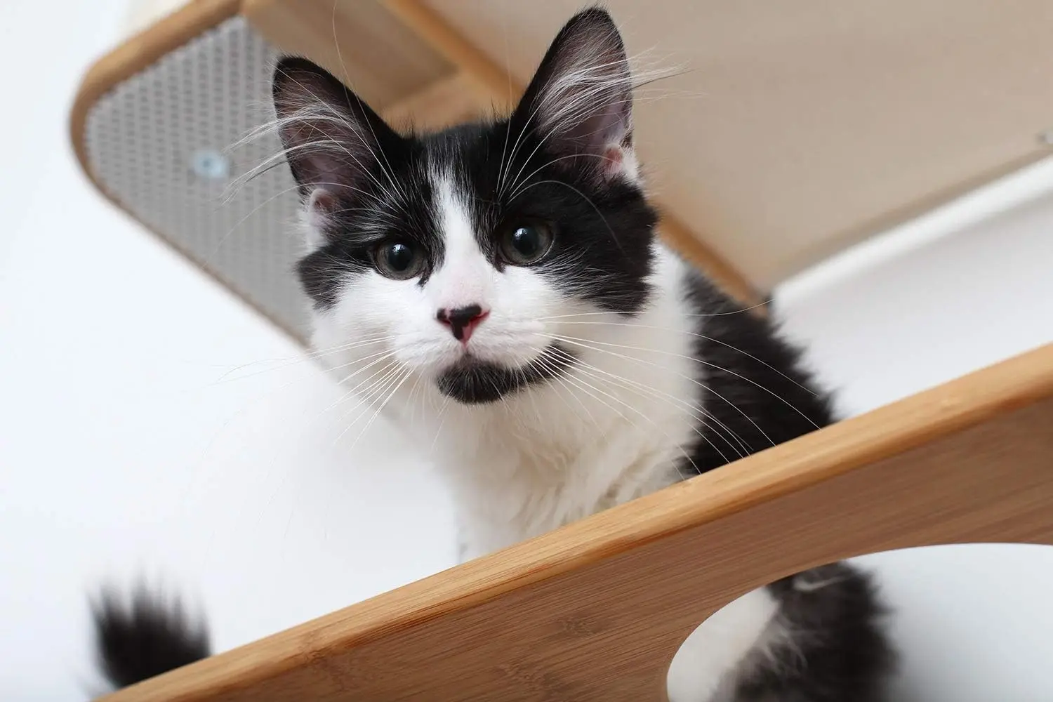 Hamaca para gatos y centro de actividades de escalada Estantes de árbol para gatos montados en la pared