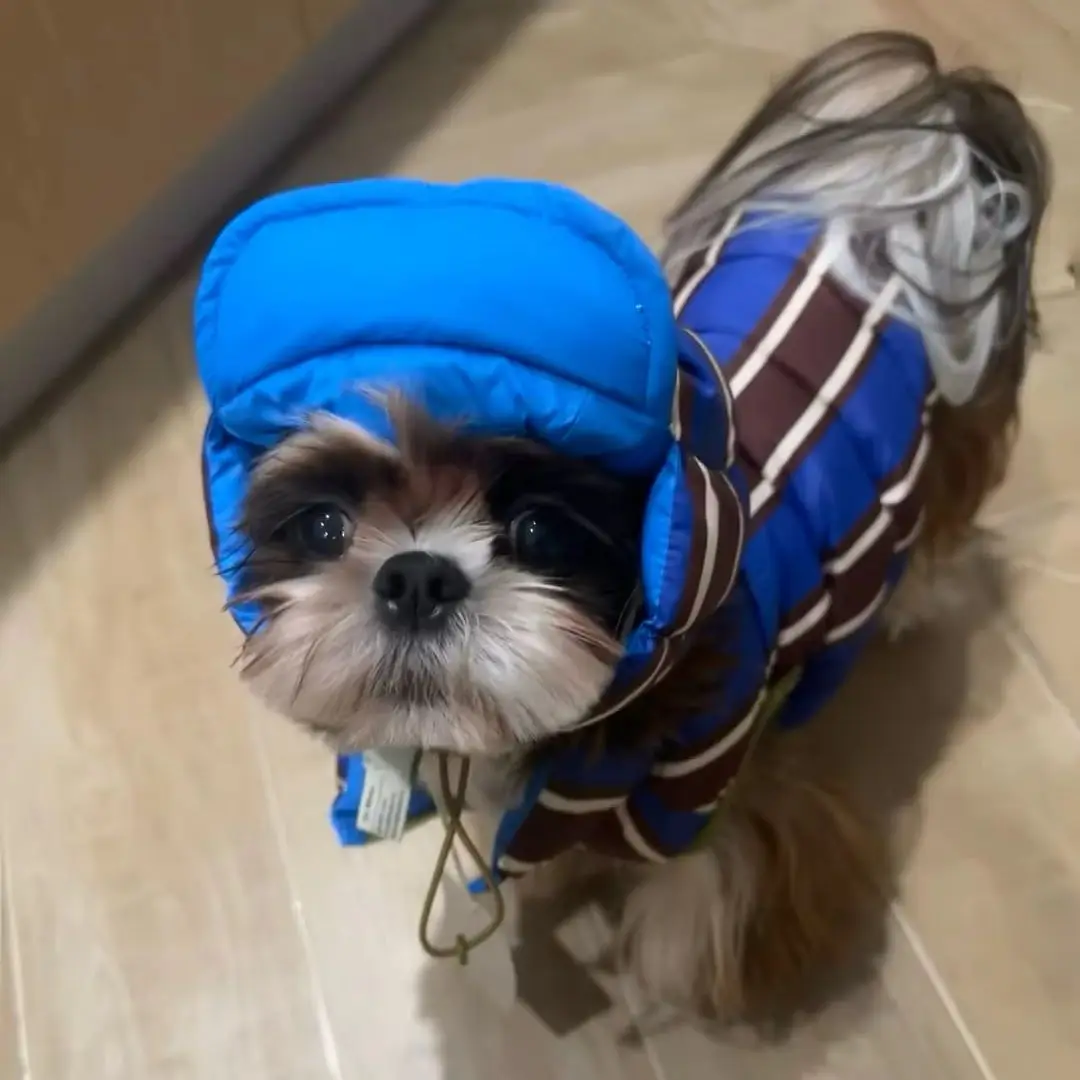 Winter Warm Dog Cotton Coat For Small Medium Puppy Bichon Teddy Stripe Vest Drak Blue Dog Warm Jacket Coat With Hat Pet Clothes