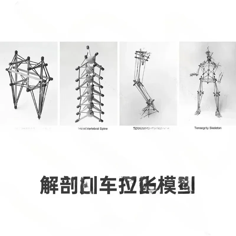 Tensegrity Model Anatomy Trains Structural Integration Pelvic Tension Fascia Rehab Material