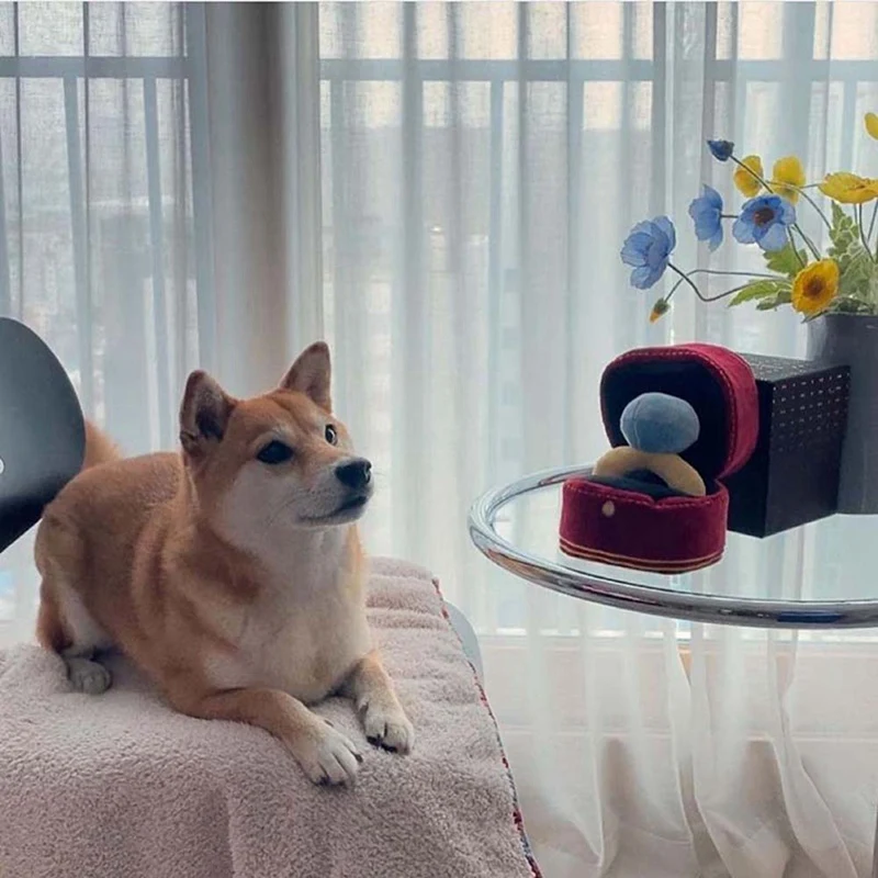 반려동물 식품 장난감, 링 박스, 봉제 애완 동물 장난감, 강아지 소리, 어린이 소프트 개, 흥미있는 장난감, 1 개