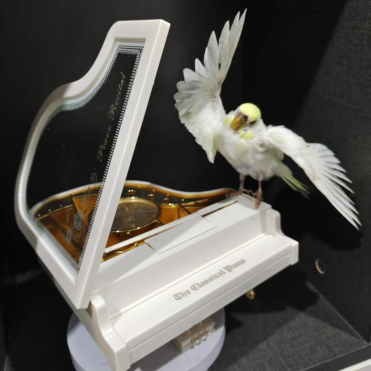 

2010 Colorful Dancing Parrot Resin Art Decor with Piano Music Box Handmade Craft Gift for Home Office Christmas Birthday Party