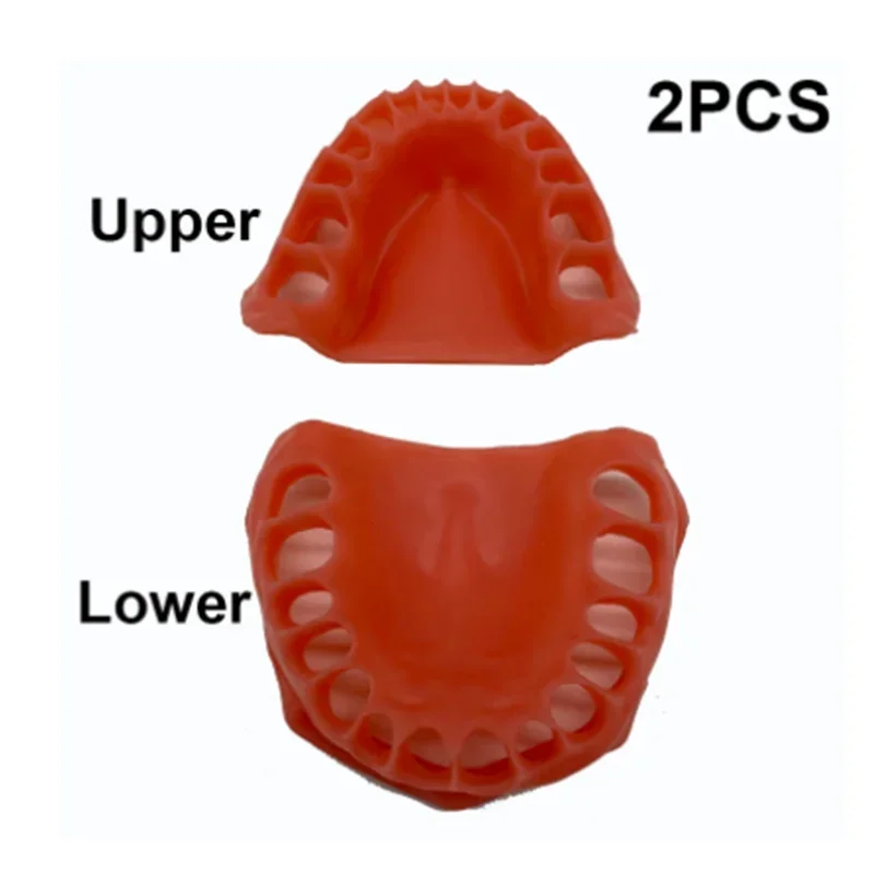 

Dental Gum Model Upper/lower Simulated Gums Dentisit Student Learning Teaching Model Dental Tools Dentisty