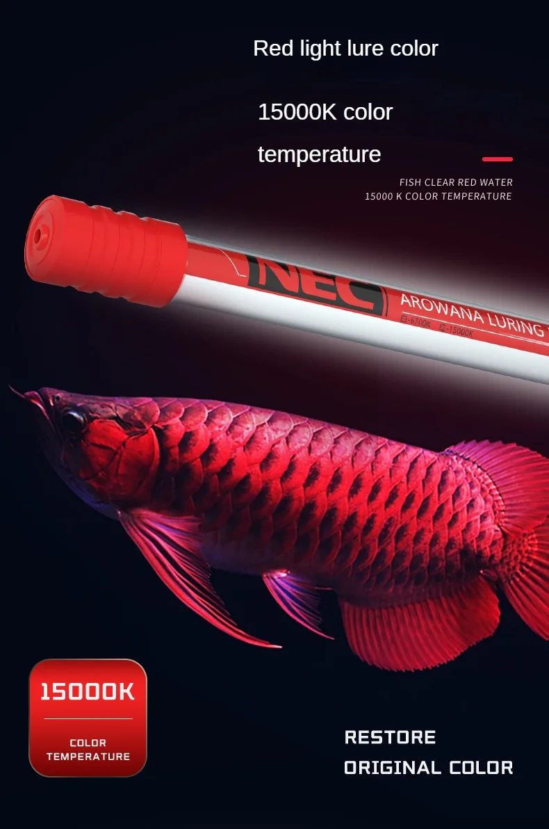 キ*ン様 Arowana Magical Light Series キ*ン様 Arowana Magical Light Series キ*ン様 Arowana Magical Light