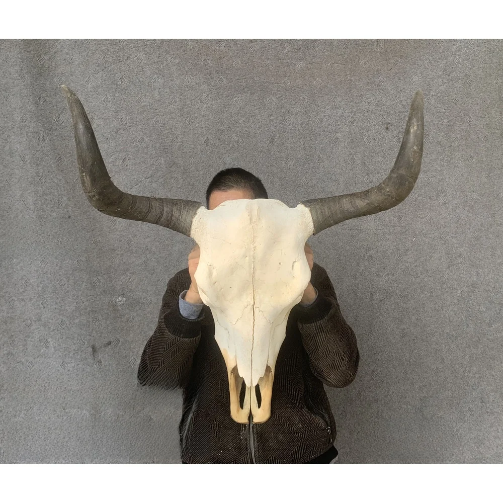Bison skull decorative crafts, yak skull specimens, wall hangings, Tibetan region specimens, distinctive wall decorations