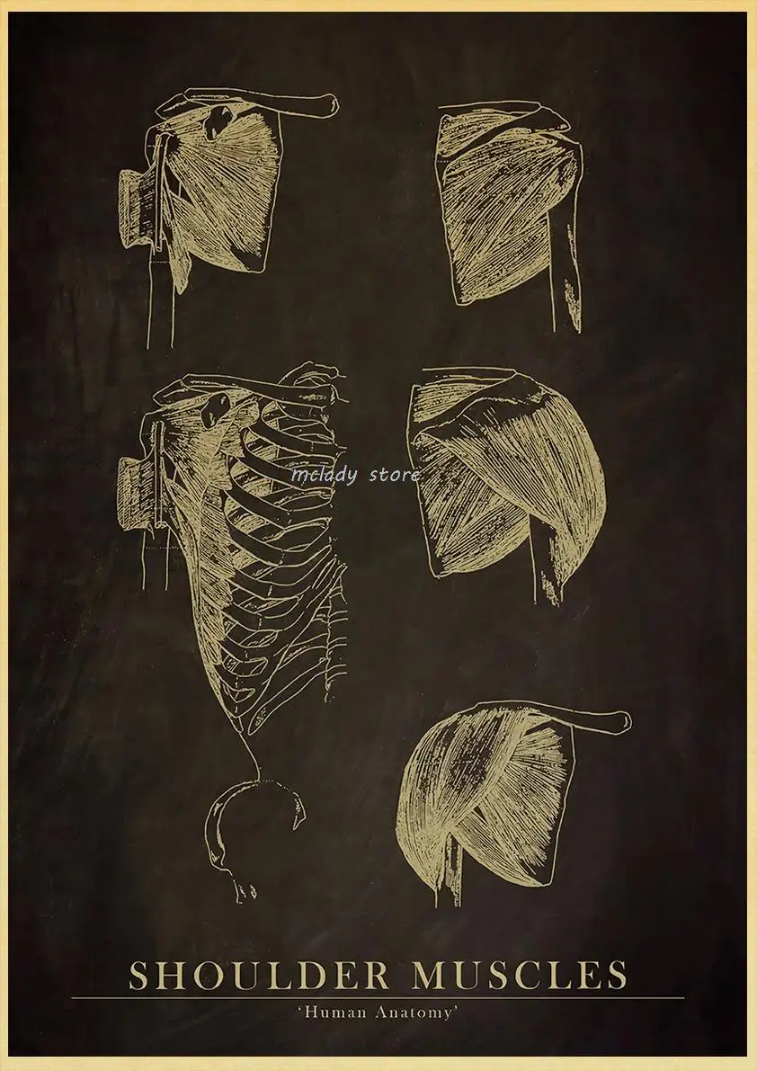 Quantity dealer！Anatomical Skeleton Chalkboard Poster Kraft Paper Posters Vintage Home Medicine  Decor Medical Art Wall Poster