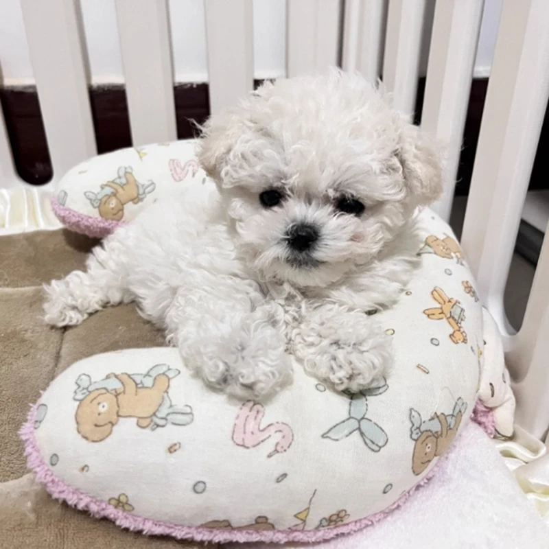 Image 5: Couverture chaude et moelleuse pour animaux de compagnie, oreiller pour dormir, petit chien, dessin animé doux, tapis pour chat mignon, fournisseur