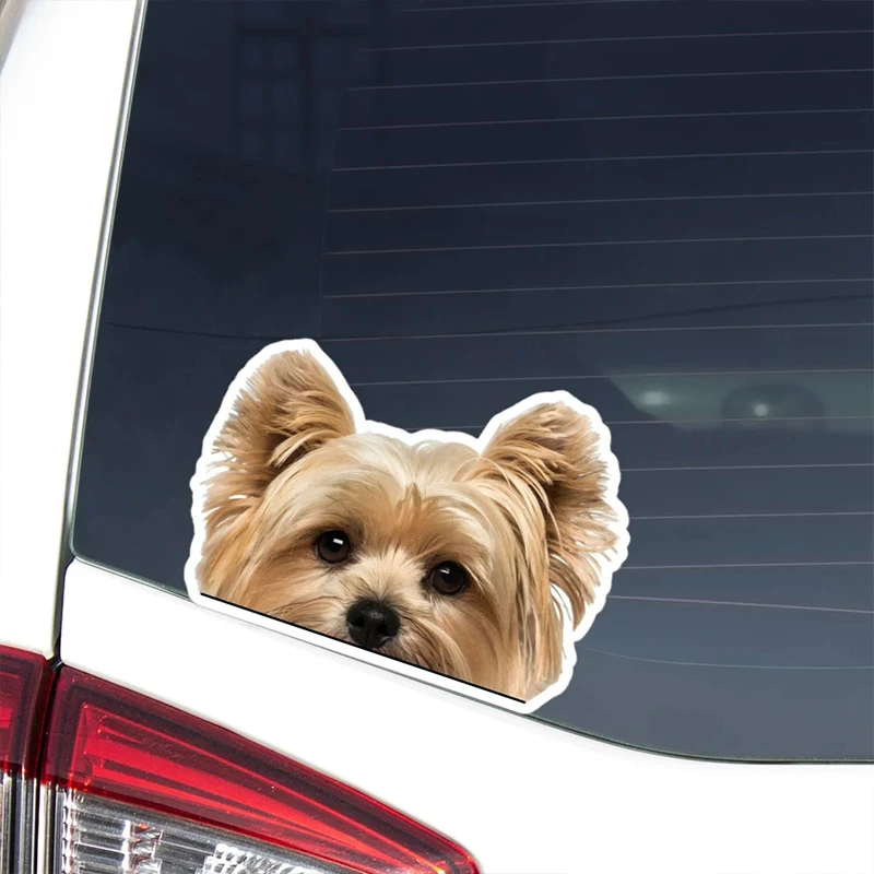 DK156#17x12cm Peeking Golden Yorkshire Terrier Car Sticker Waterproof Vinyl Decal For Truck Motorcycle Scooter Auto Accessories