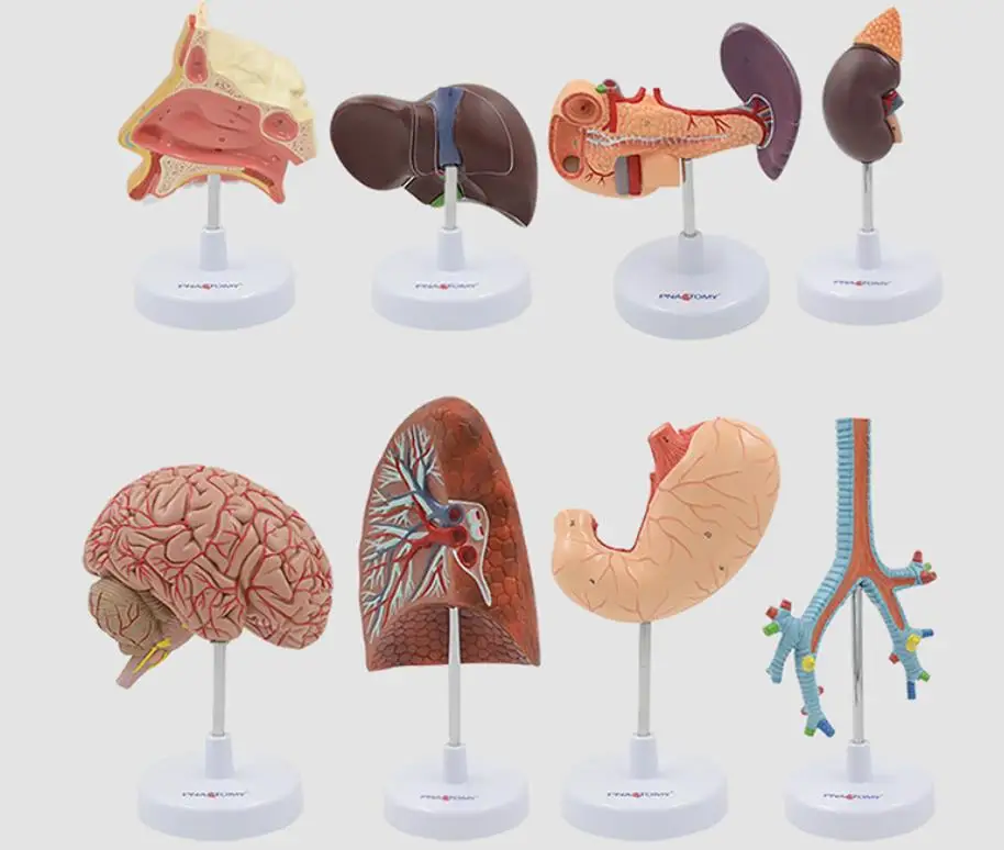 Human organ anatomical model heart liver stomach kidney lung trachea pancreas brain teaching model