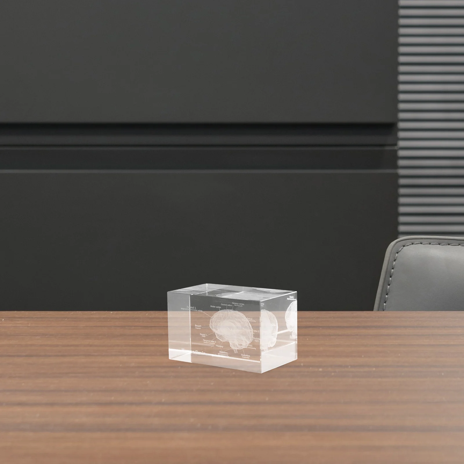 

3D Crystal Brain Anatomy Educational Science Medical Tool Glass Paperweight Home Office Decor Human Body Structure Figure