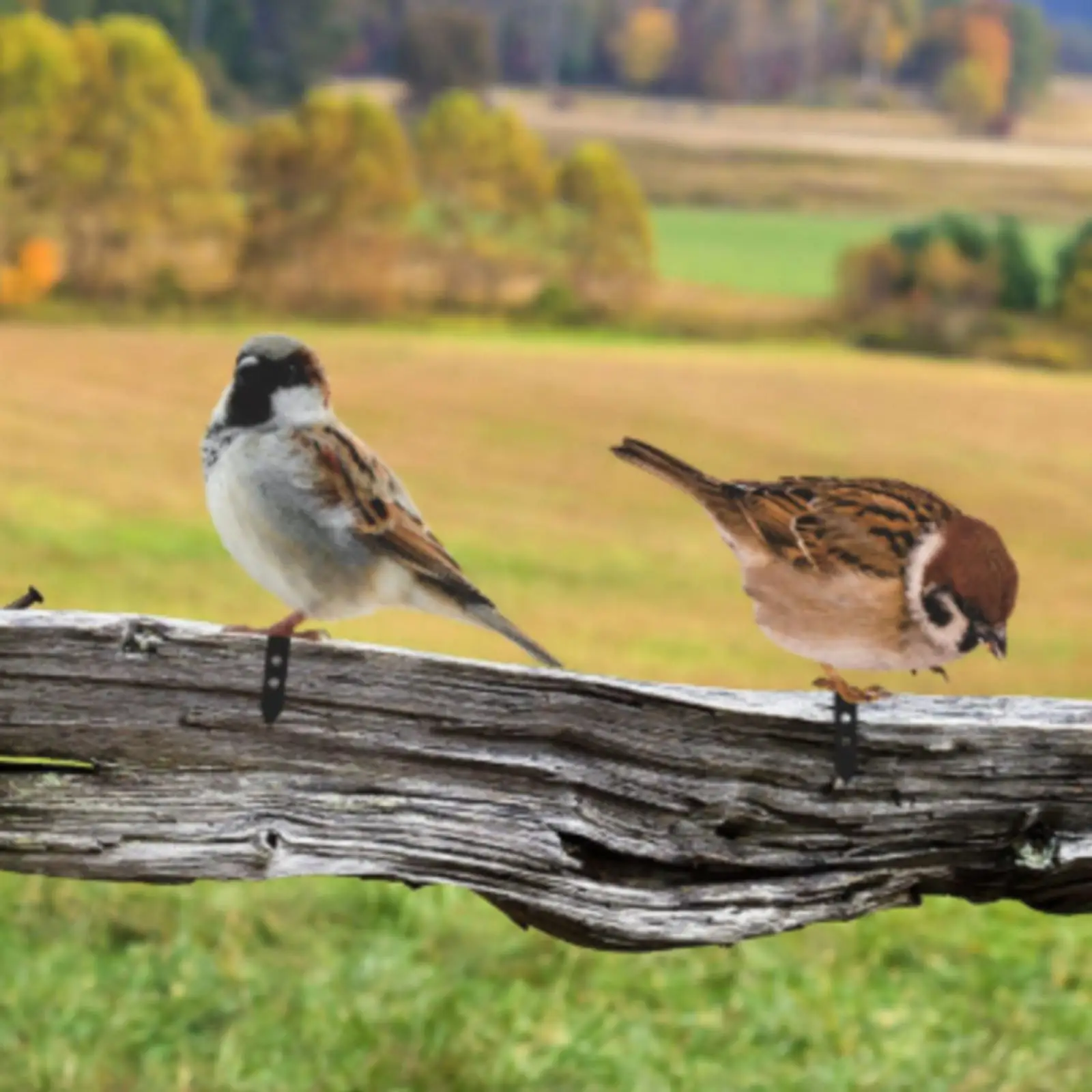 4 Pieces Bird Garden Stake Easy to Install Iron Bird Decoration with Ground Stake Outdoor Yard Decor Nature-Inspired