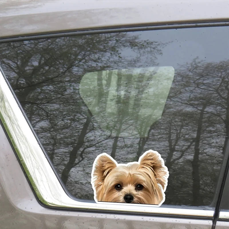 DK156#17x12cm Peeking Golden Yorkshire Terrier Car Sticker Waterproof Vinyl Decal For Truck Motorcycle Scooter Auto Accessories