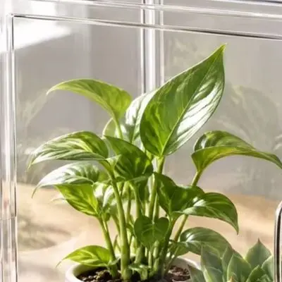 Greenhouse Display Case for Small Indoor Plants Stackable Magnetic Door 14.17 x 10.63 x 5.51 Tool Free Assembly