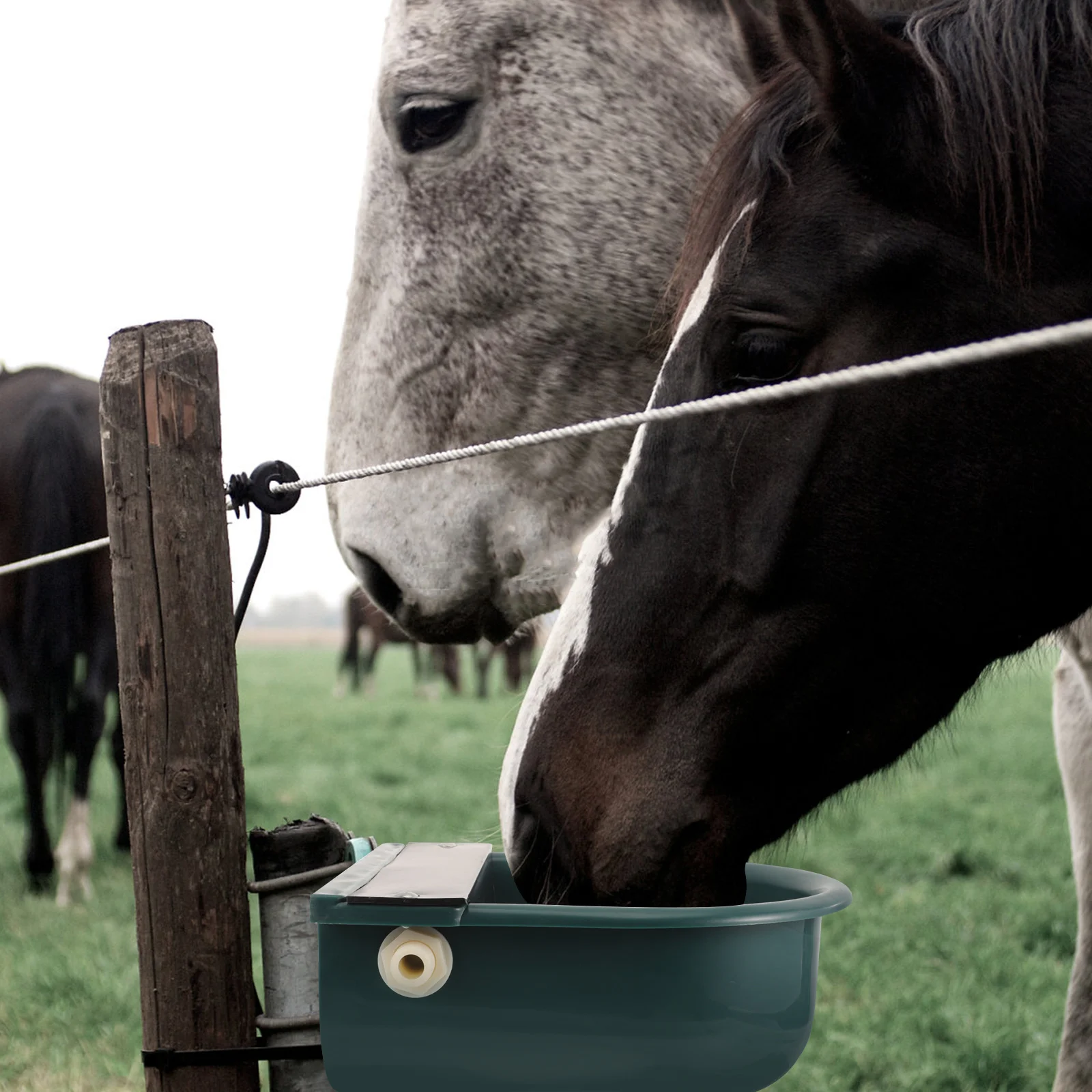 

Automatic Cow Drinking Water Bowl Plastic Livestock Water Feeder Self-Filling Drinking Bowl For Cattle Horse Sheep Dog Farm Use
