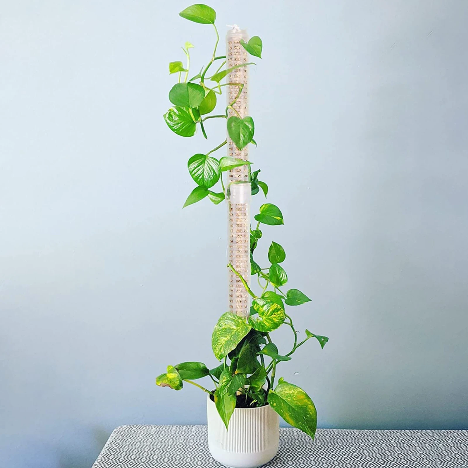 1PC plante escalade treillis e - Sphagnum Moss Dry avis et prix