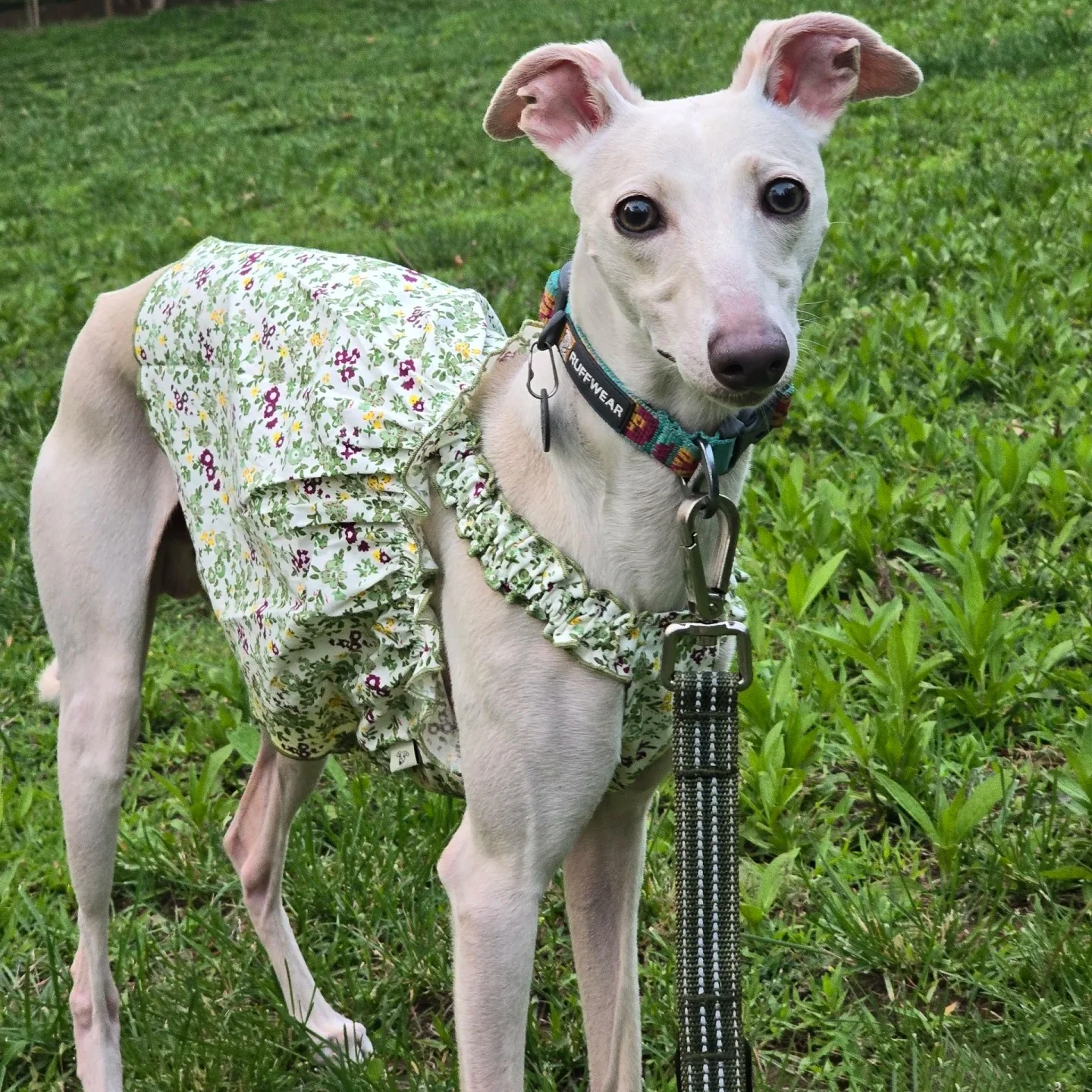 

Summer Green Floral Sundresses for Whippet Cotton Comfortable Sleeveless Skirt for Italian Greyhound Clothing for Bedlington