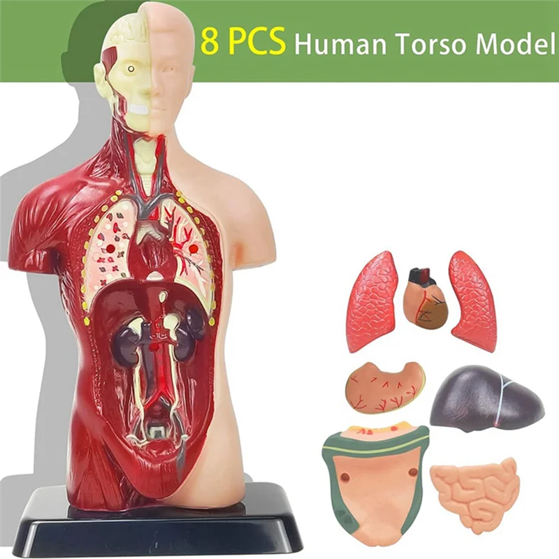 11 Inch Human Body Model for Kids,Human Torso Anatomy Model Toys,8 Pcs Removable Anatomy Doll with Heart & Organs