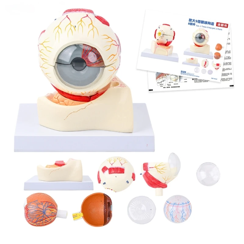3D Enlarged Anatomical Eye and Orbit Model with Color-Coded Regions, and Display Base for Classroom Instruction and Study K1KF