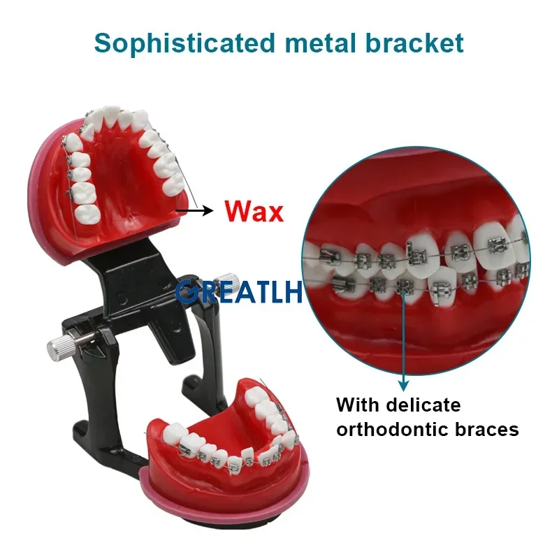 Dental Orthodontic Teaching Teeth Model Metal Brackets Red Wax Gum Tooth Dental Lab Instrument