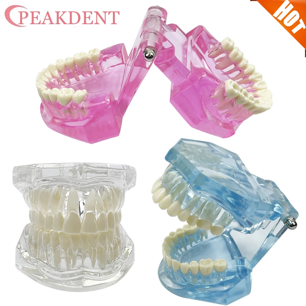 

Обычная стоматологическая модель зубов, стоматологическая обучающая модель, прозрачная сине-розовая стоматологическая образовательная и обучающая демонстрация