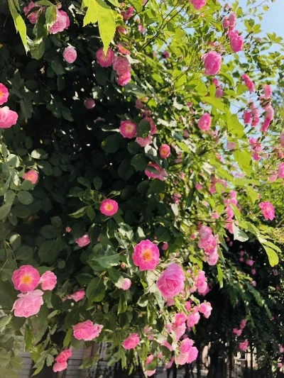 

Аксессуары для радиоуправляемых машин: Шестигранный соединитель для колес PL ProLine 8x32 на 17 мм, 3,8-дюймовый шестигранный соединитель для шин, усилительное кольцо-прокладка