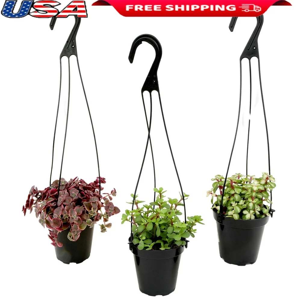 

Подвесные корзины для суккулентов, 3 упаковки живых растений в кастрюлях 3,5 дюйма, низкое обслуживание, различные варианты домашнего декора и ландшафтного дизайна