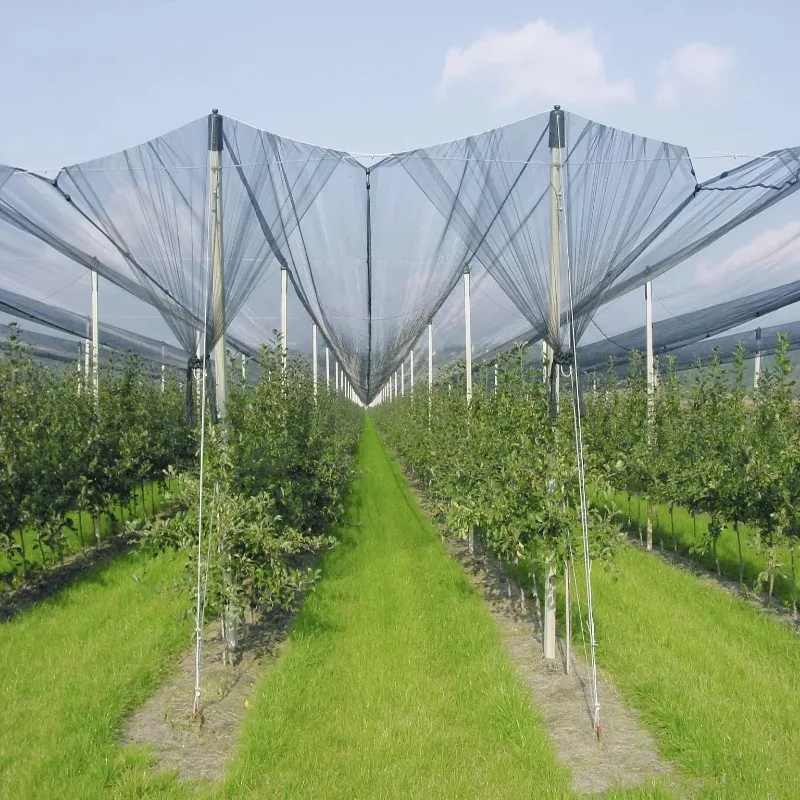 Anti-UV Hail Net HDPE 60gsm 5x5mm Vineyard Ap ple Tree Orchard Protection Netting