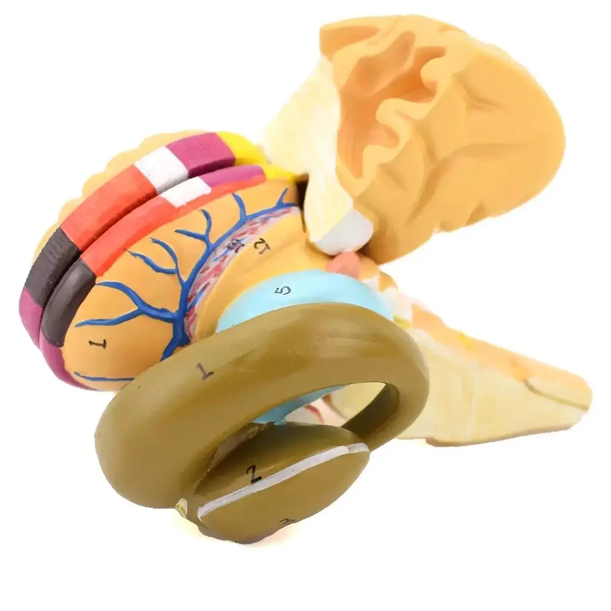 2 Parts Human Internal Capsule And Basal Nerve Nucleus Model Medical Teaching Models